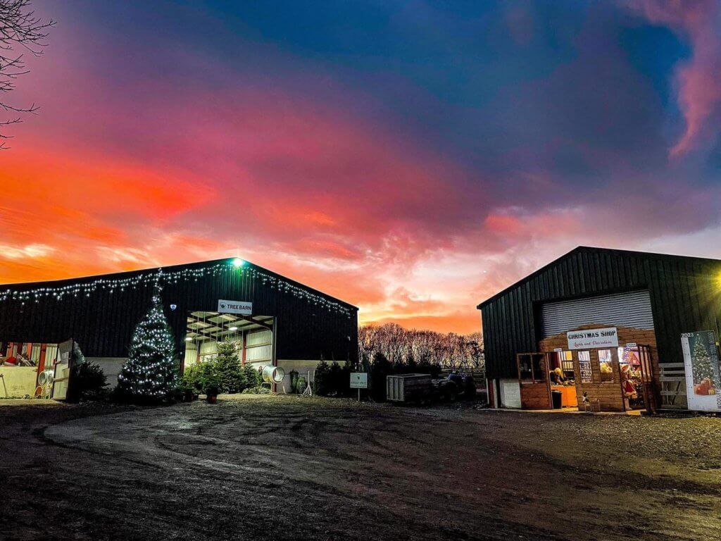 Wooley Edge Christmas Tree Farm - Sunset over the barns image