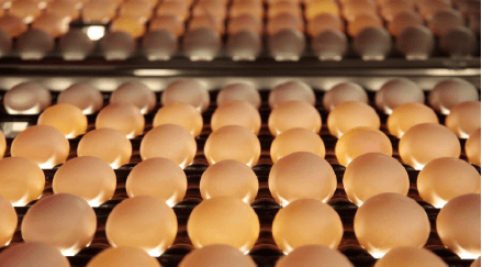 Advantech's ICAM AI cameras revolutionises egg inspection